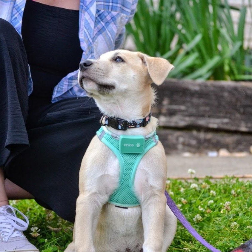 Enlarge Buttercup, a ADOPTABLE mixed breed in Spring hill, TN image 2/3