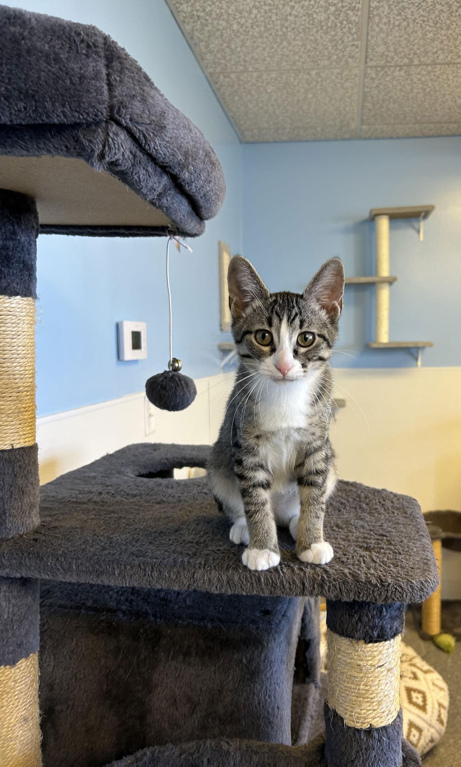 Phyllis, Adoptable, Kitten Female Domestic Short Hair.