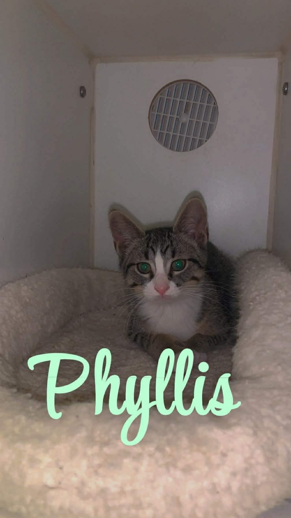 Phyllis, a Adoptable Domestic Short Hair in Steeleville, IL image 2/3