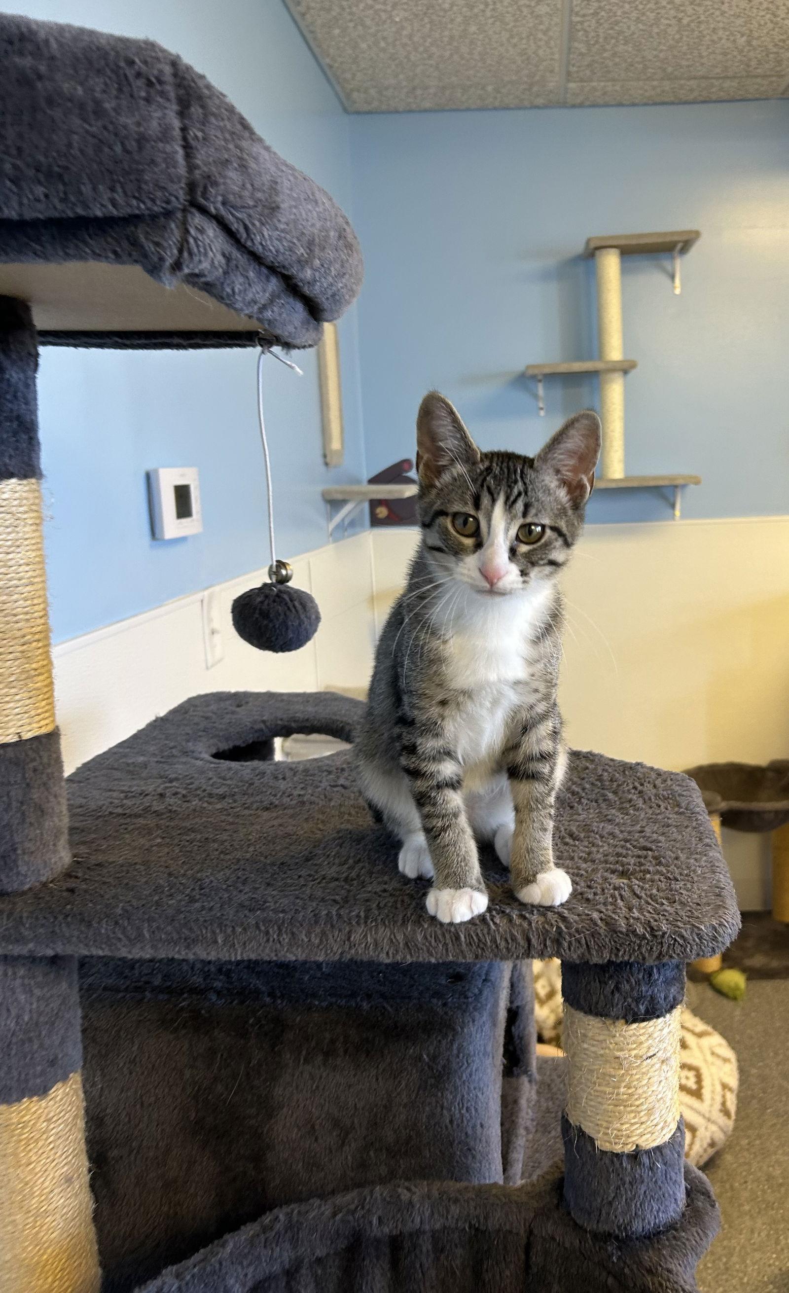 Phyllis, a Adoptable Domestic Short Hair in Steeleville, IL image 3/3