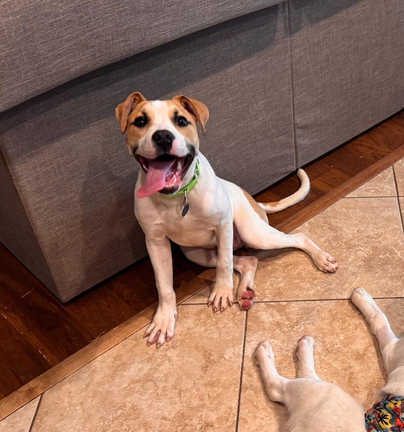 Enlarge Basil, a Adoptable mixed breed in Fayetteville, AR image 1/5