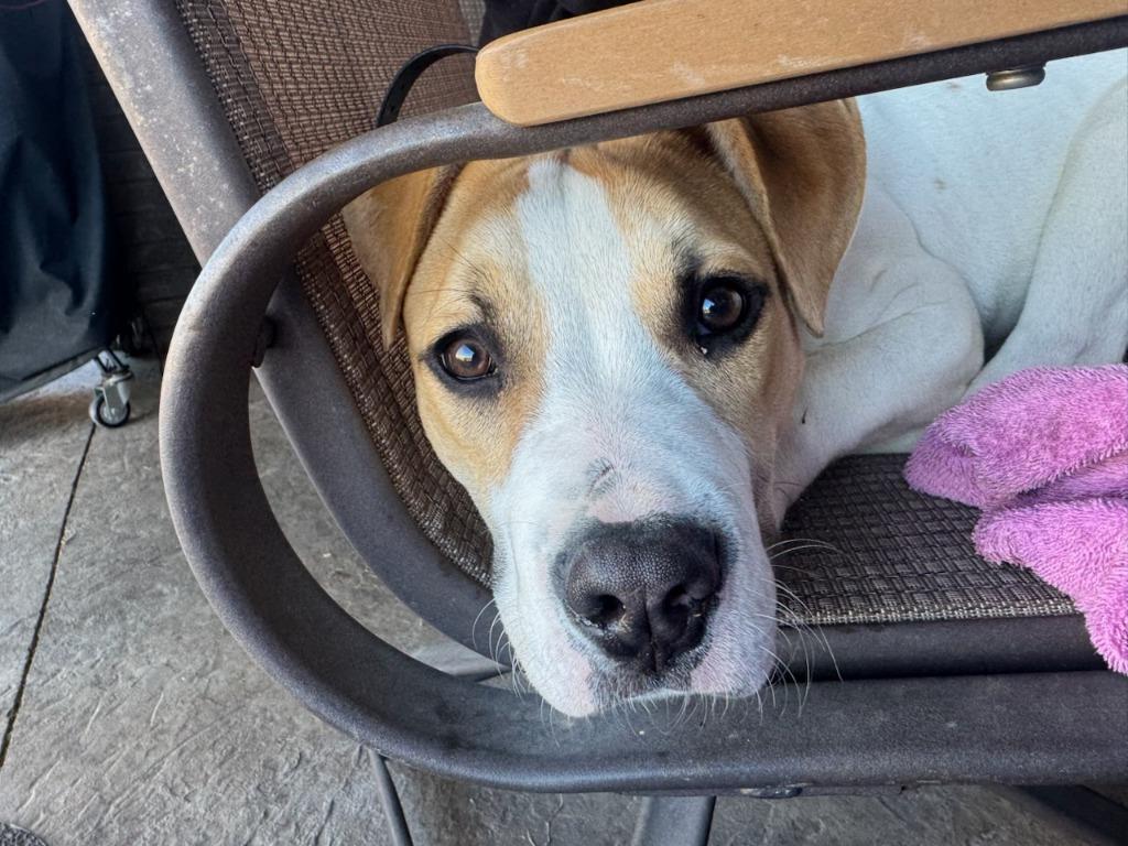 Enlarge Basil, a Adoptable mixed breed in Fayetteville, AR image 2/5