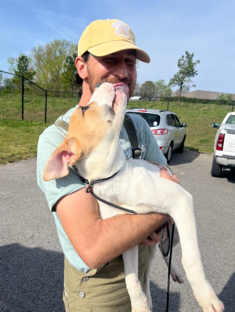 Enlarge Basil, a Adoptable mixed breed in Fayetteville, AR image 3/5