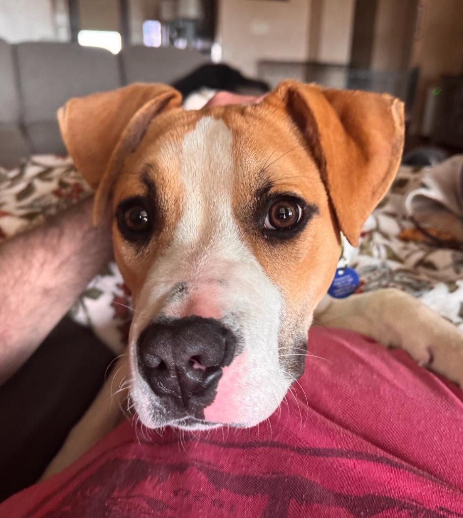 Enlarge Basil, a Adoptable mixed breed in Fayetteville, AR image 4/5