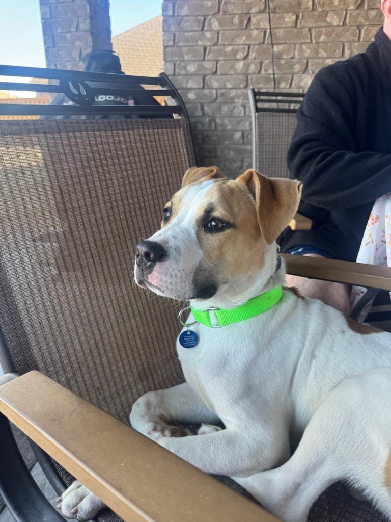 Enlarge Basil, a Adoptable mixed breed in Fayetteville, AR image 5/5