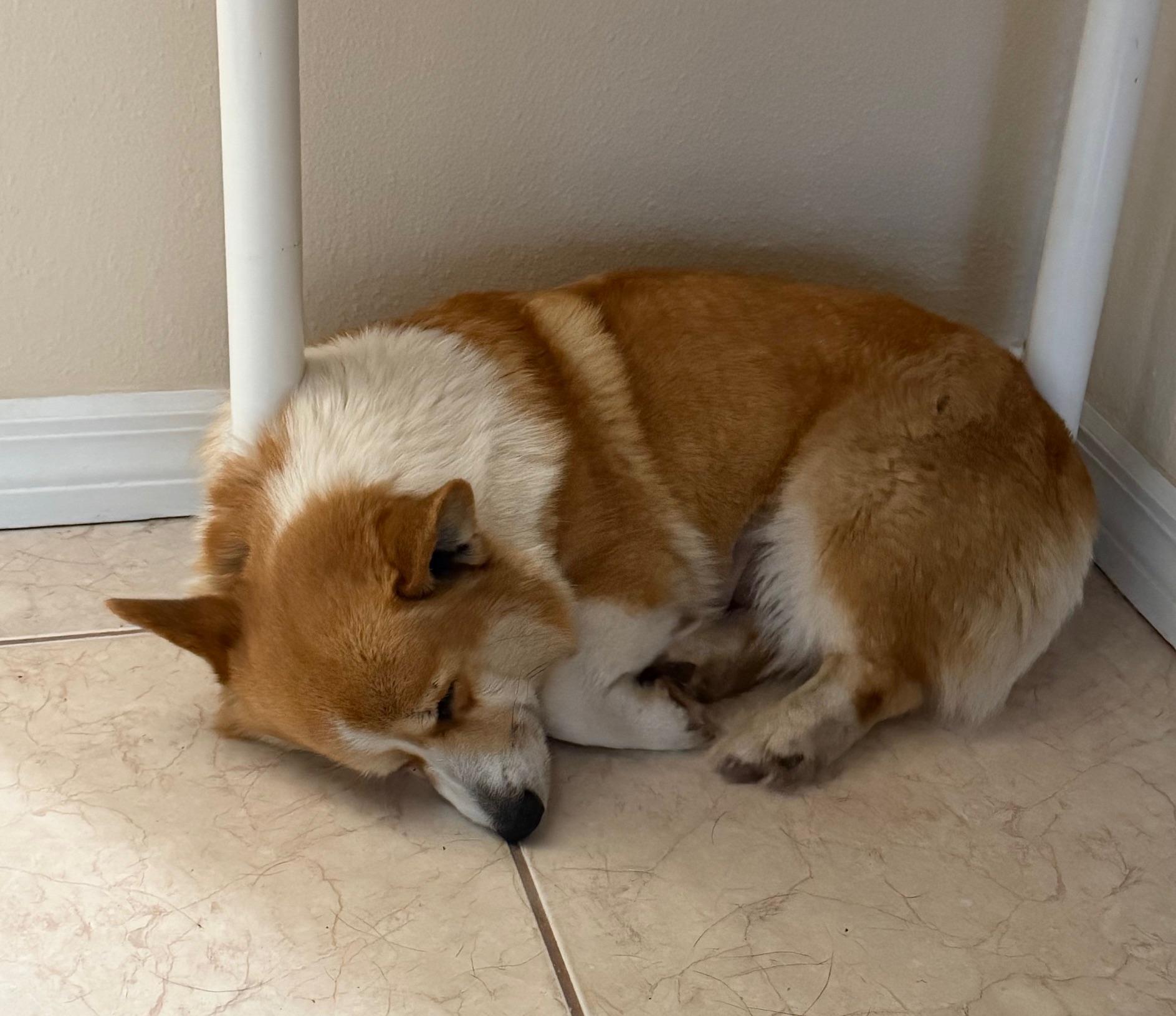 Enlarge Margaret, a Adoptable Corgi in Orlando, FL image 5/6