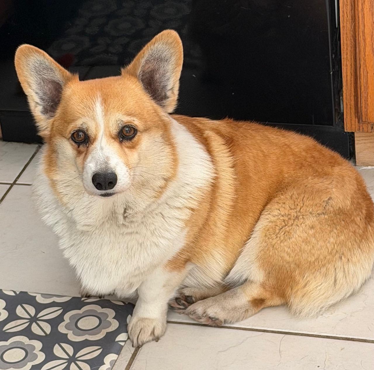 Enlarge Margaret, a Adoptable Corgi in Orlando, FL image 4/6