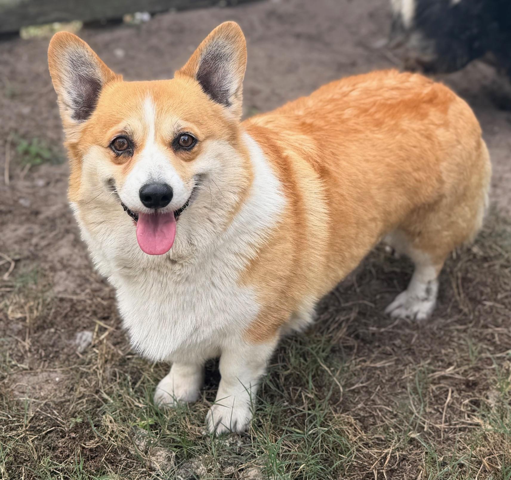 Enlarge Margaret, a Adoptable Corgi in Orlando, FL image 3/6