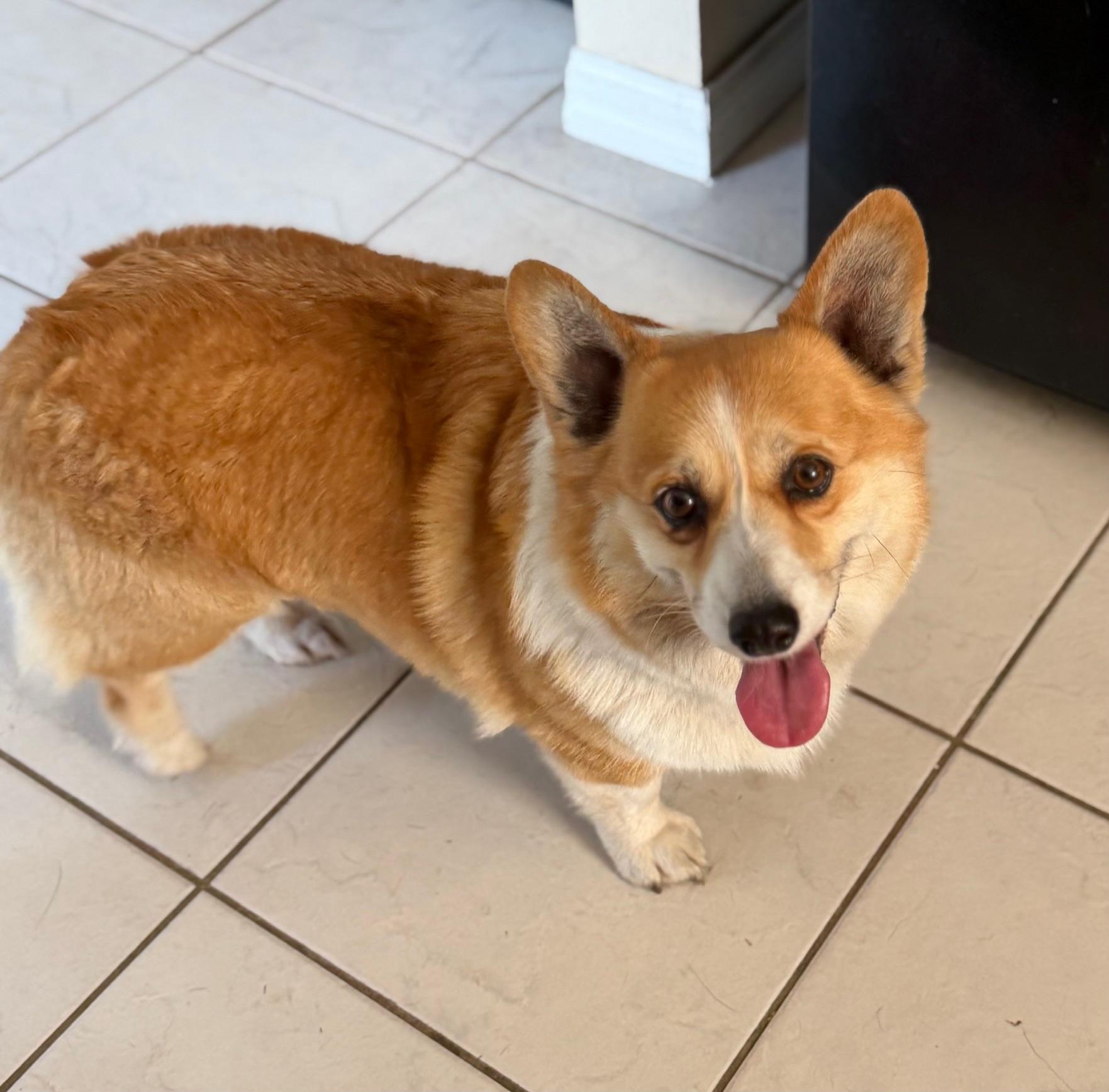 Enlarge Margaret, a Adoptable Corgi in Orlando, FL image 6/6