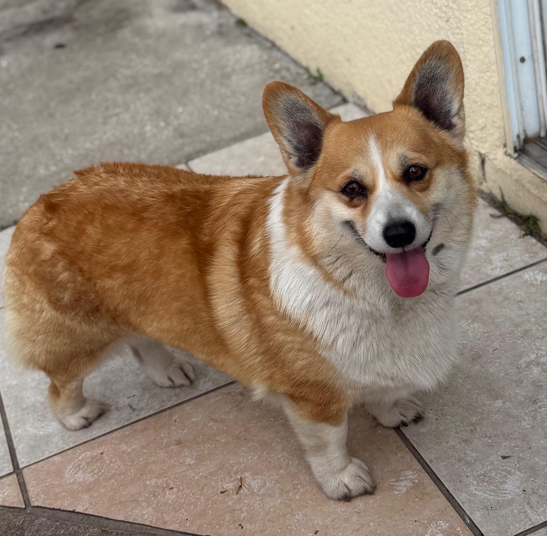 Enlarge Margaret, a Adoptable Corgi in Orlando, FL image 2/6