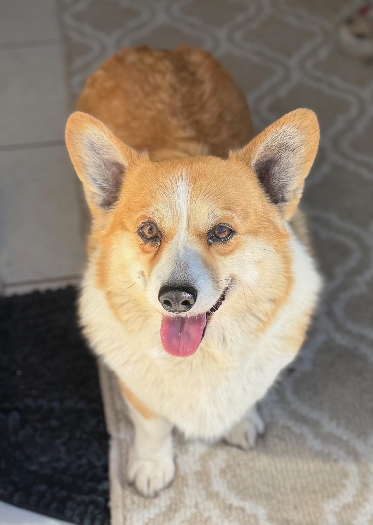 Enlarge Margaret, a Adoptable Corgi in Orlando, FL image 1/6