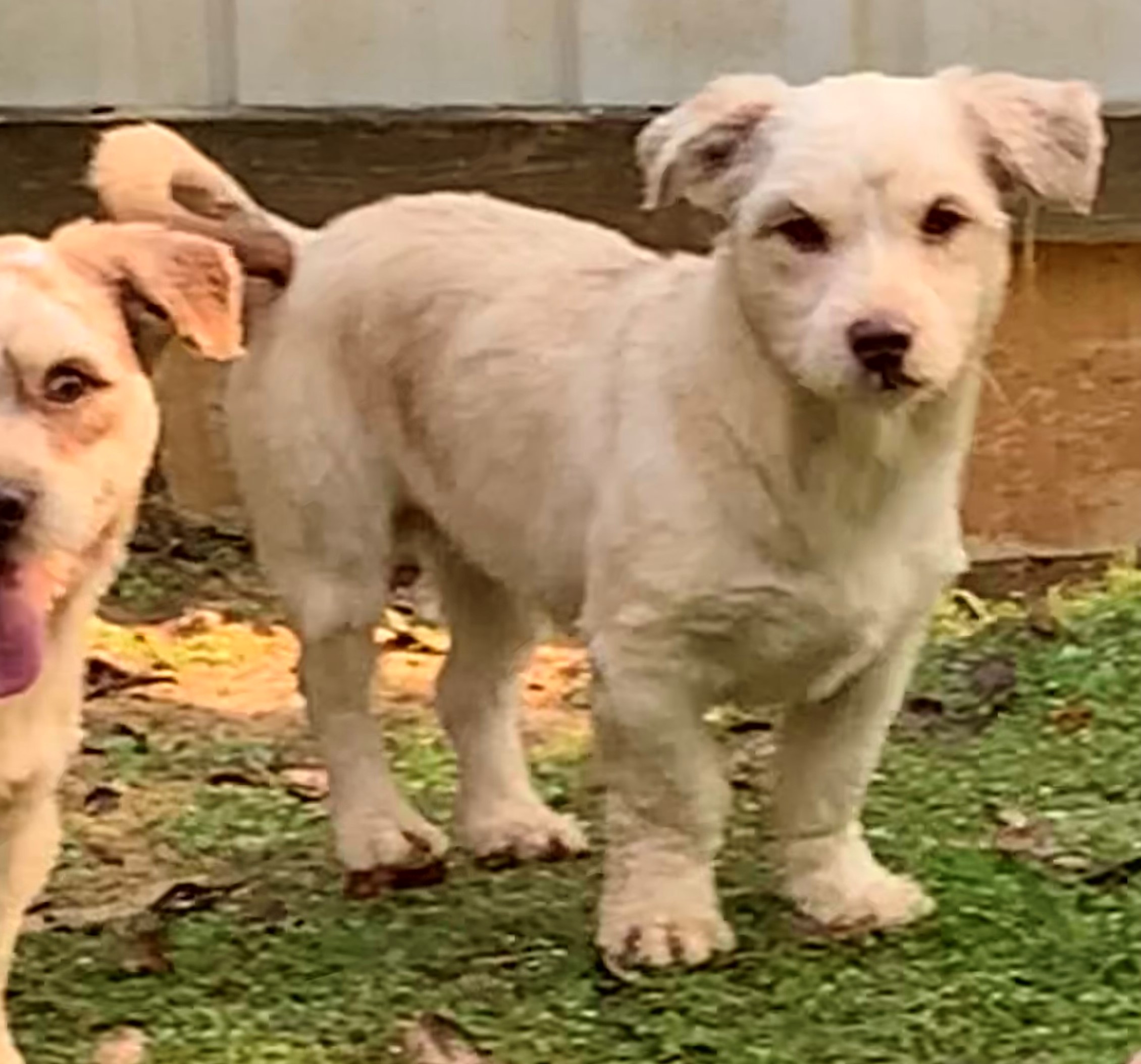 Jade, adoptable, Adult Female Mixed Breed.
