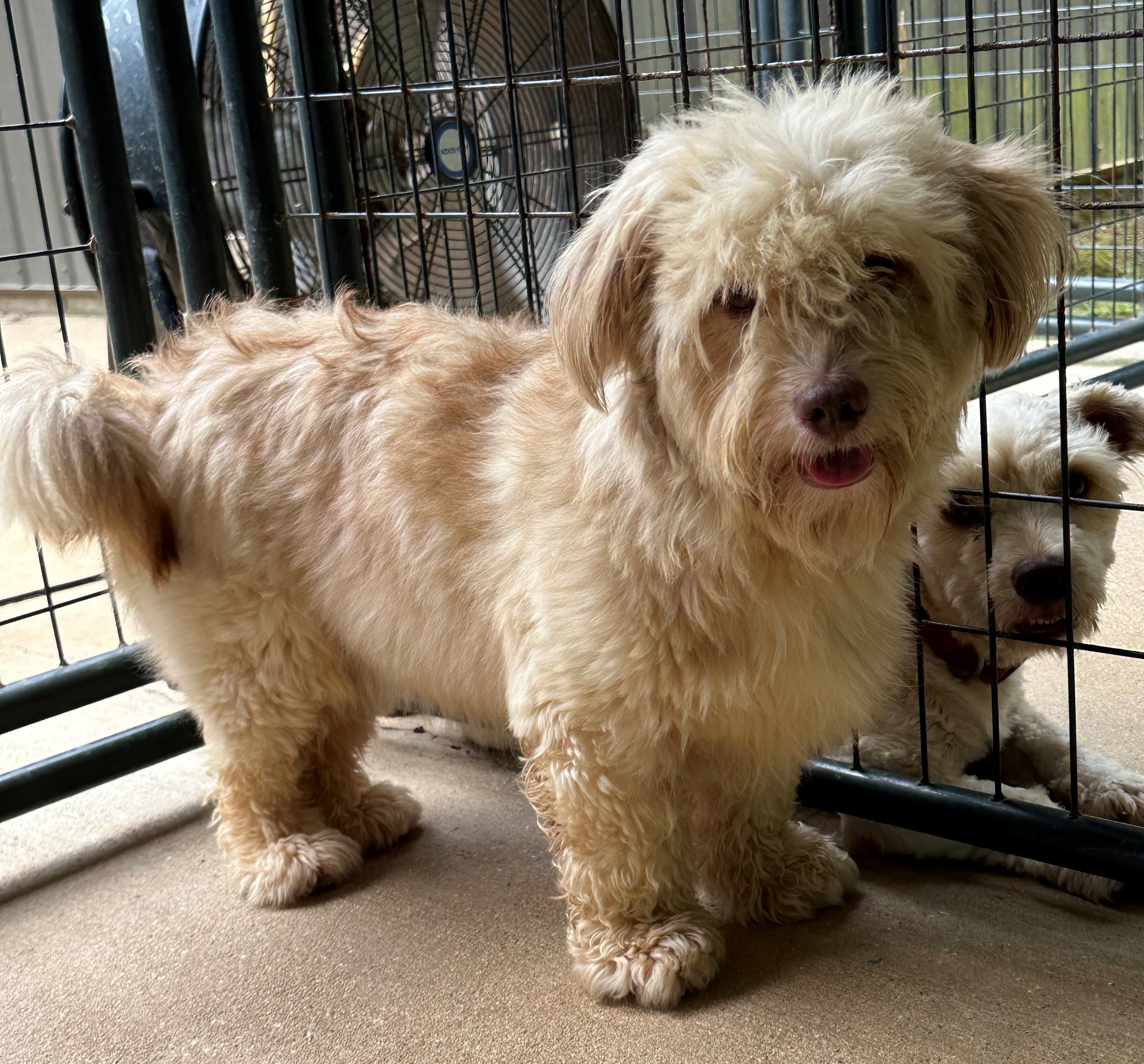 Jade, an adoptable Mixed Breed in Meridian, MS image 6/6