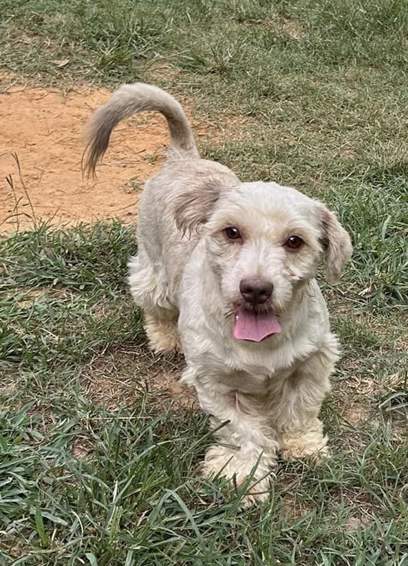 Jade, an adoptable Mixed Breed in Meridian, MS image 2/6