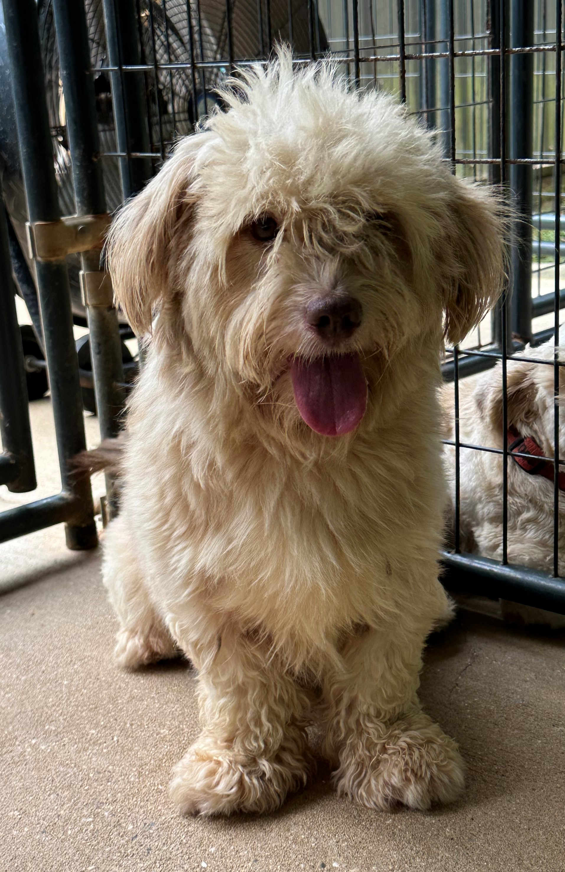Jade, an adoptable Mixed Breed in Meridian, MS image 5/6