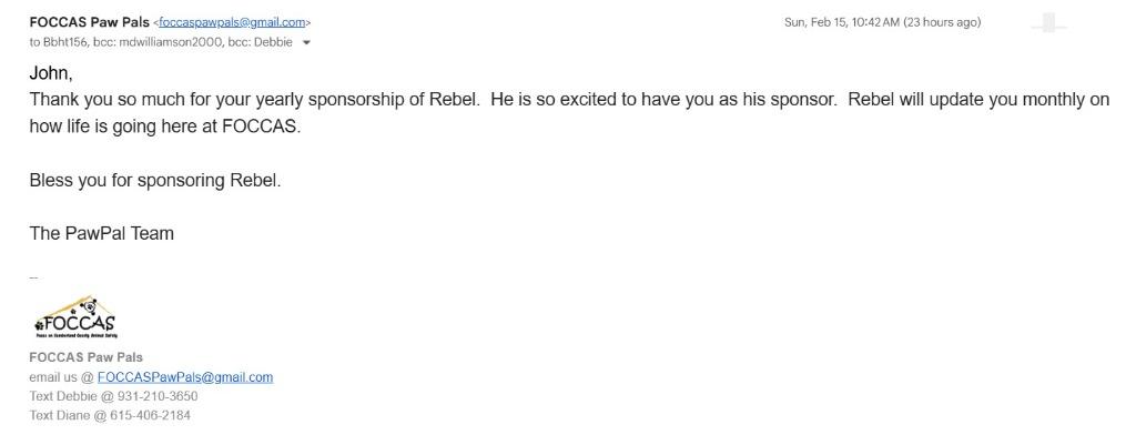 REBEL, Adoptable, Adult Male Staffordshire Bull Terrier & Carolina Dog.