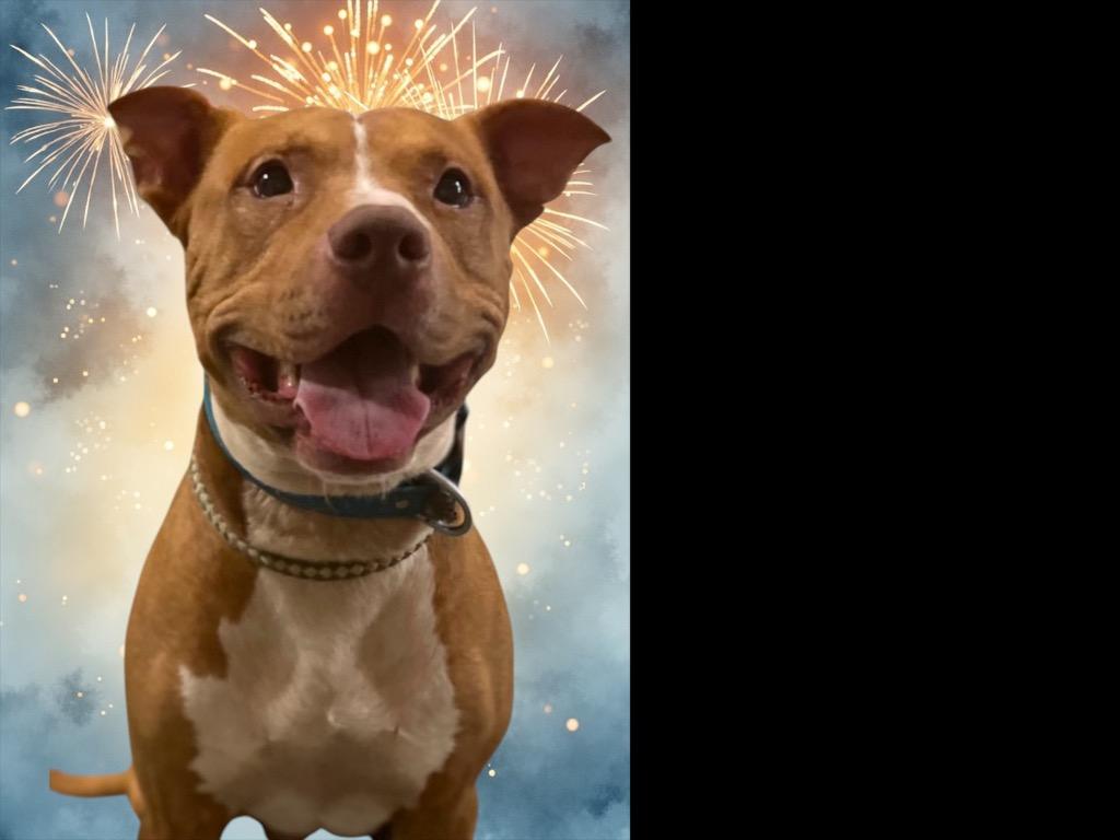 Enlarge REBEL, a Adoptable mixed breed in Crossville, TN image 1/6