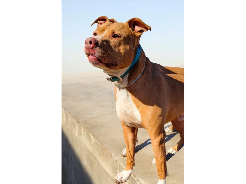 Enlarge REBEL, a Adoptable mixed breed in Crossville, TN image 2/6