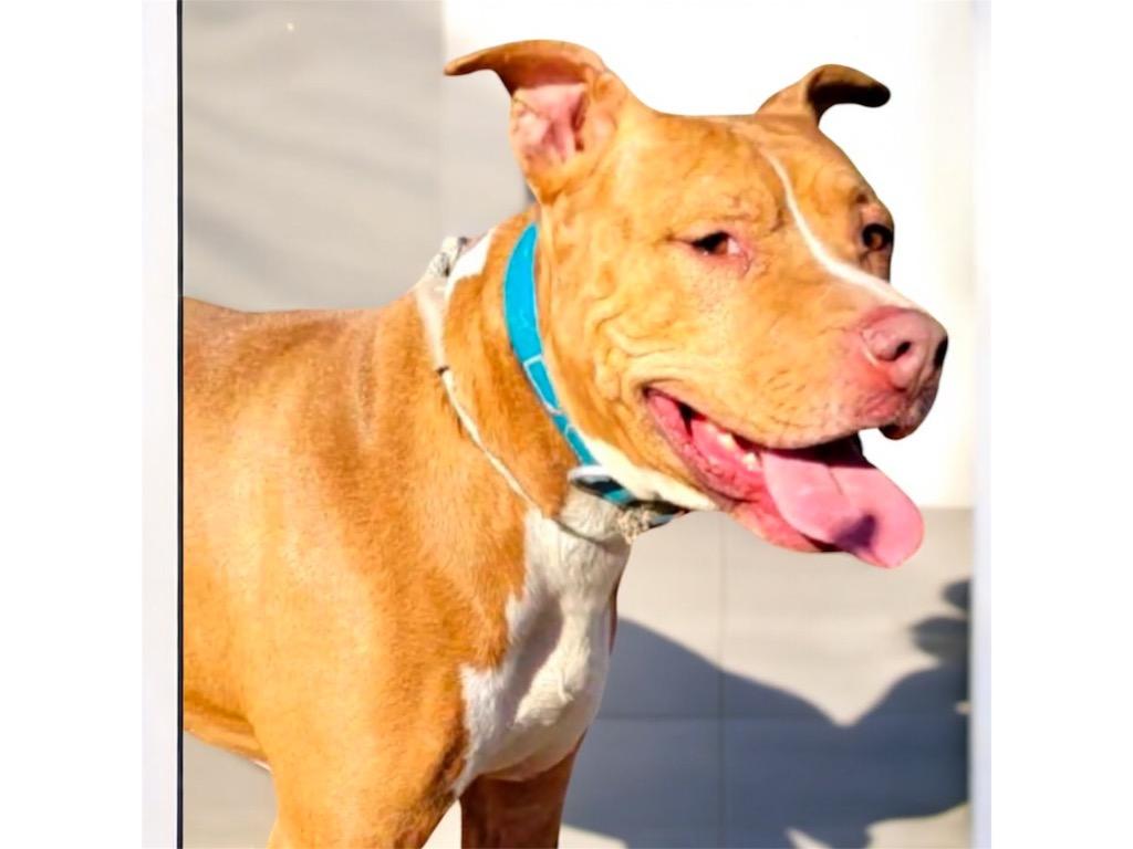 Enlarge REBEL, a Adoptable mixed breed in Crossville, TN image 3/4