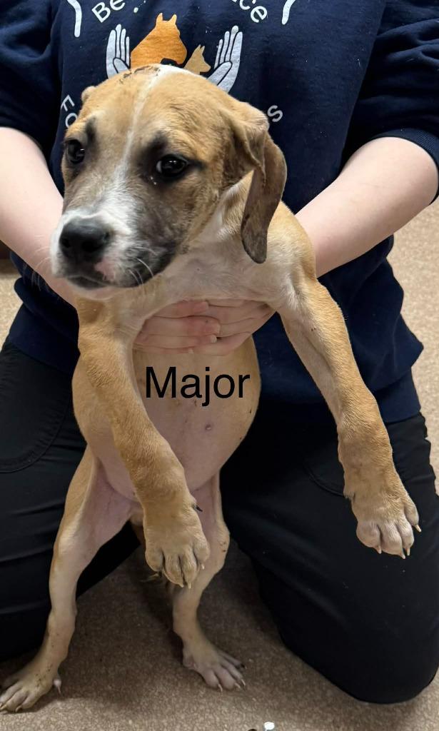 Enlarge Major, a Adopted mixed breed in Utica, MI image 1/4