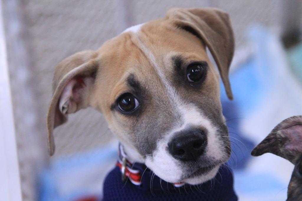 Enlarge Major, a Adopted mixed breed in Utica, MI image 2/4