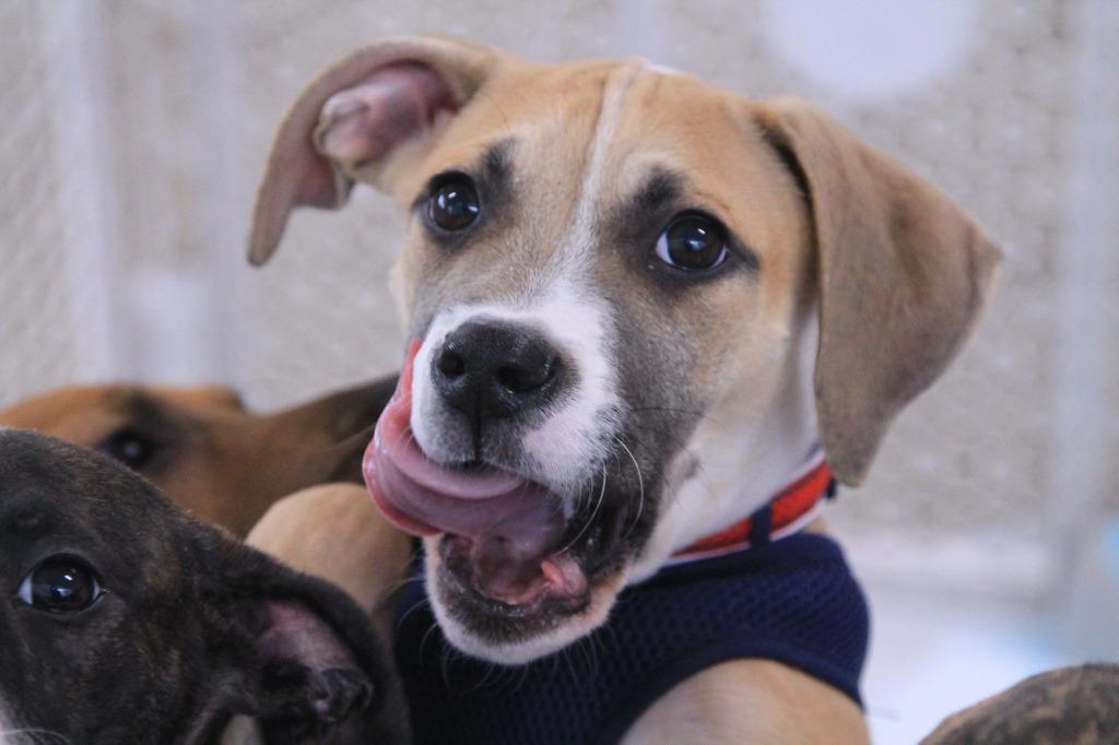 Enlarge Major, a Adopted mixed breed in Utica, MI image 3/4