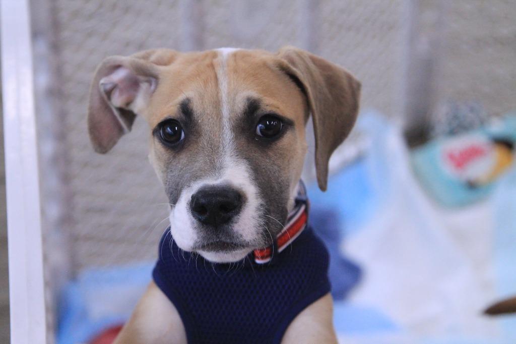 Enlarge Major, a Adopted mixed breed in Utica, MI image 4/4