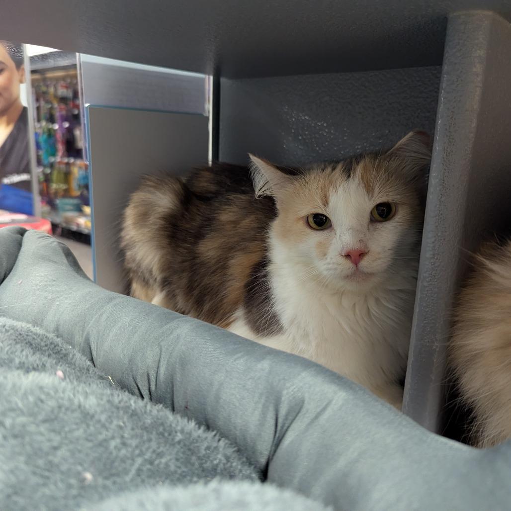 Dahlia, Adoptable, Adult Female Domestic Medium Hair.