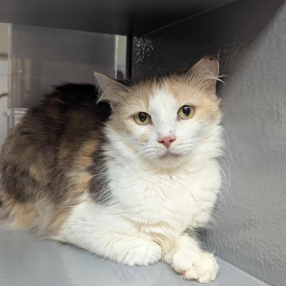 Enlarge Dahlia, a Adoptable Domestic Medium Hair in Canton, NC image 2/3