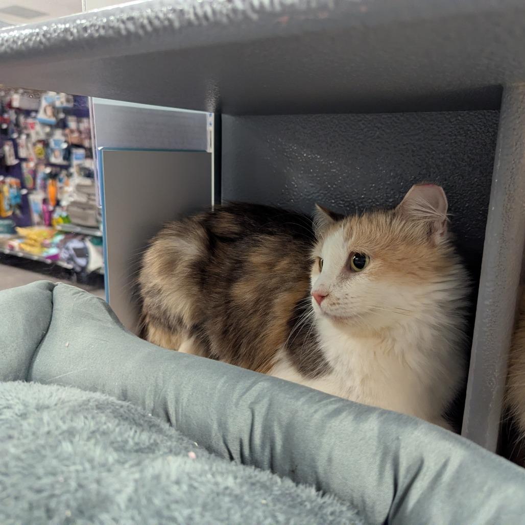 Enlarge Dahlia, a Adoptable Domestic Medium Hair in Canton, NC image 3/3