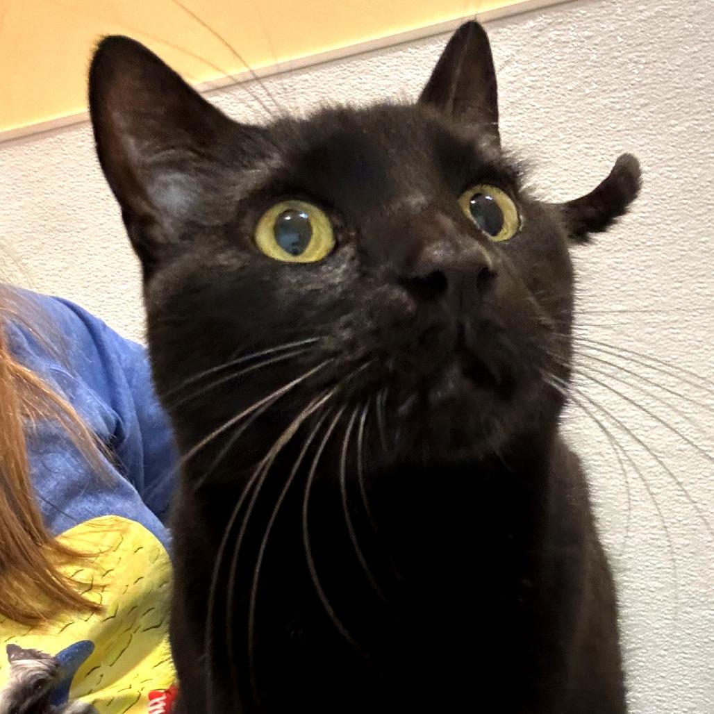 Enlarge Fromage, a Adoptable mixed breed in Woodinville, WA image 1/6