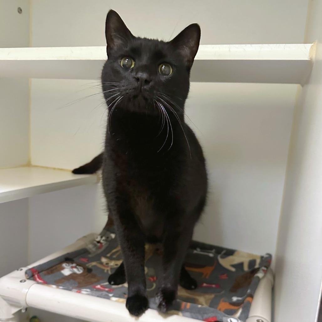 Enlarge Fromage, a Adoptable mixed breed in Woodinville, WA image 1/6