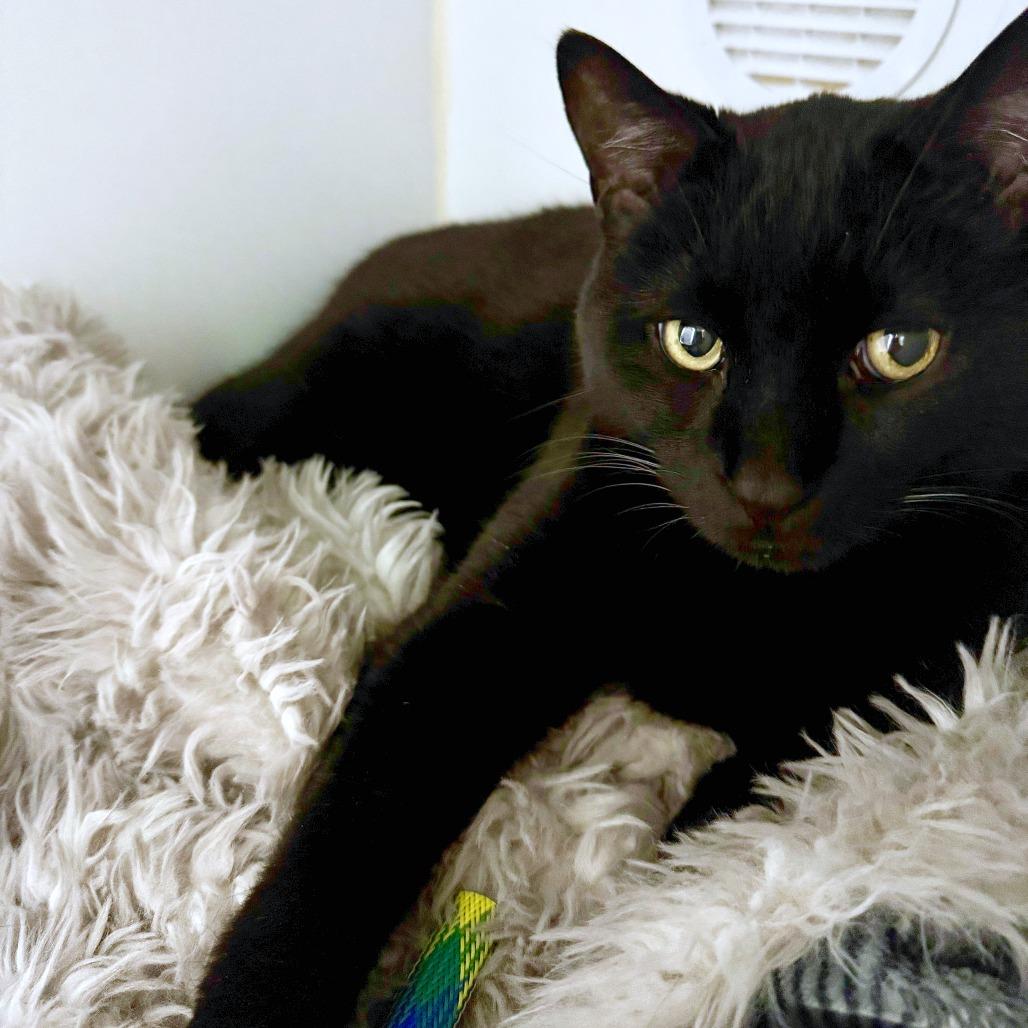 Enlarge Fromage, a Adoptable mixed breed in Woodinville, WA image 2/6