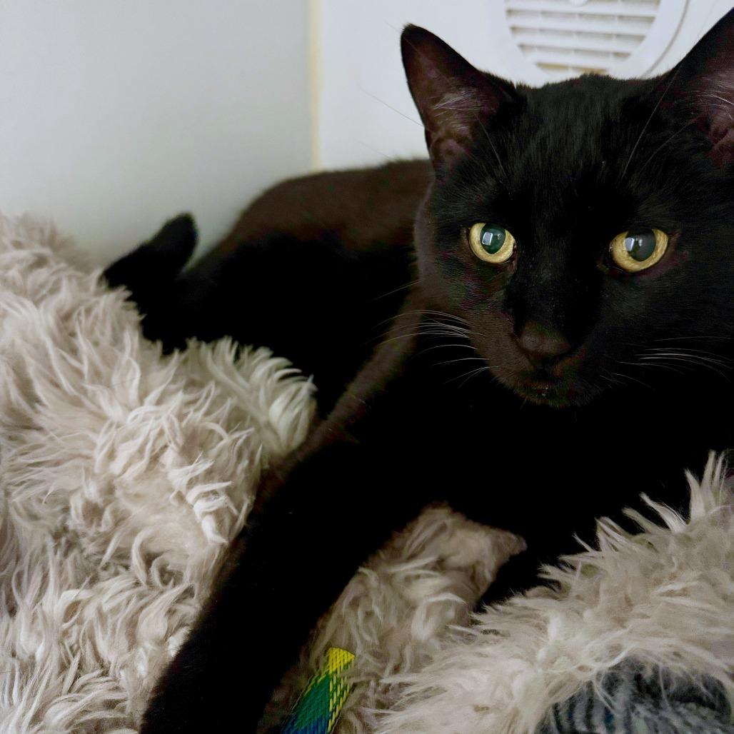 Enlarge Fromage, a Adoptable mixed breed in Woodinville, WA image 3/6