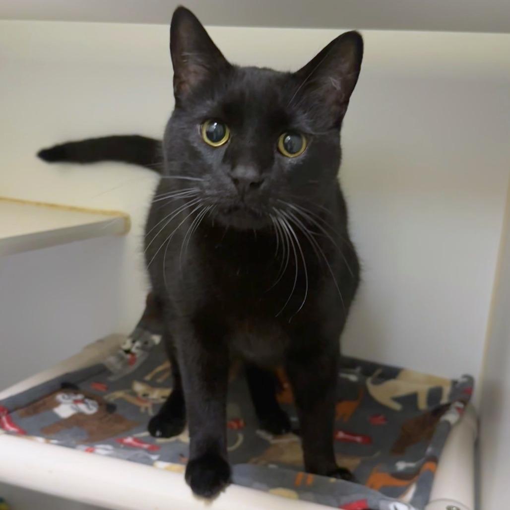 Enlarge Fromage, a Adoptable mixed breed in Woodinville, WA image 4/6