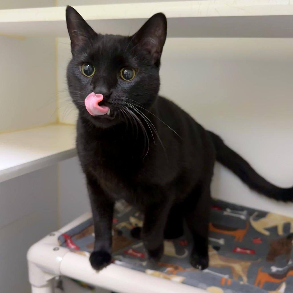 Enlarge Fromage, a Adoptable mixed breed in Woodinville, WA image 5/6