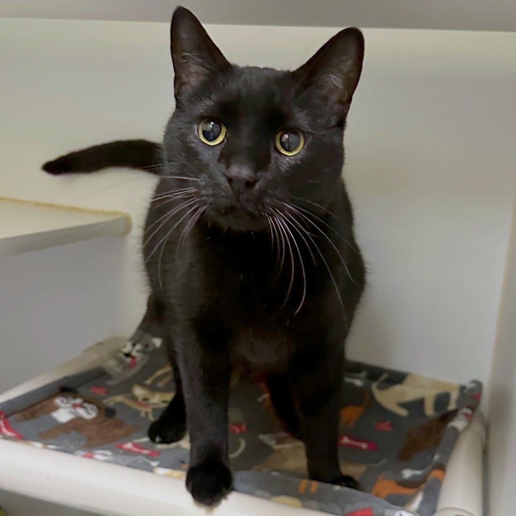 Enlarge Fromage, a Adoptable mixed breed in Woodinville, WA image 6/6