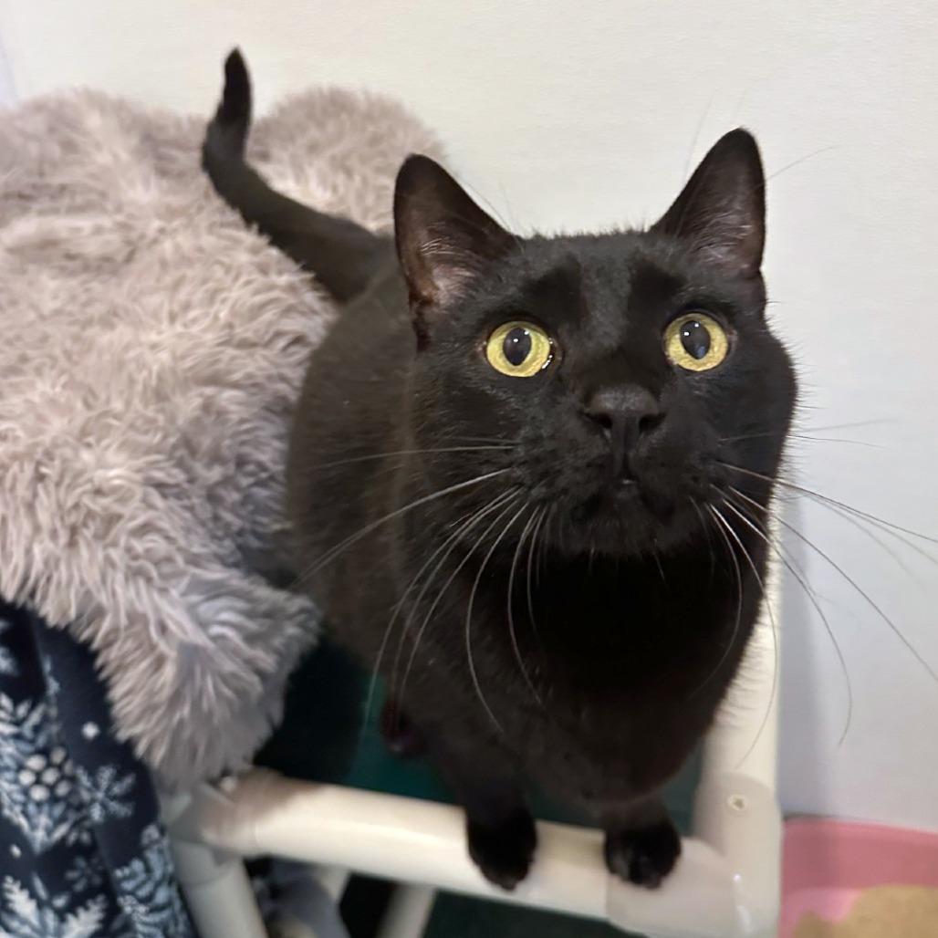 Enlarge Fromage, a Adoptable mixed breed in Woodinville, WA image 6/6