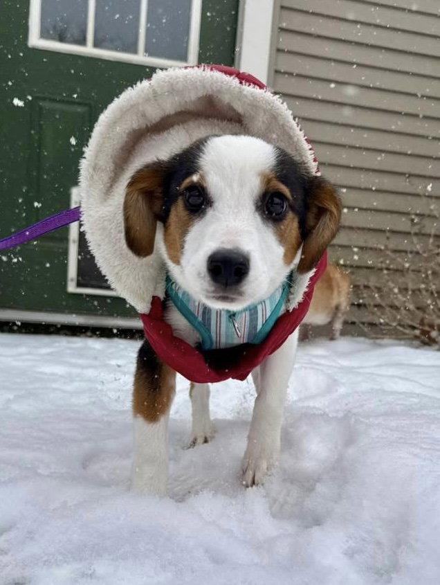 CandyCane CainRd *LOCAL*, Adopted, Puppy Female Beagle & Australian Shepherd.