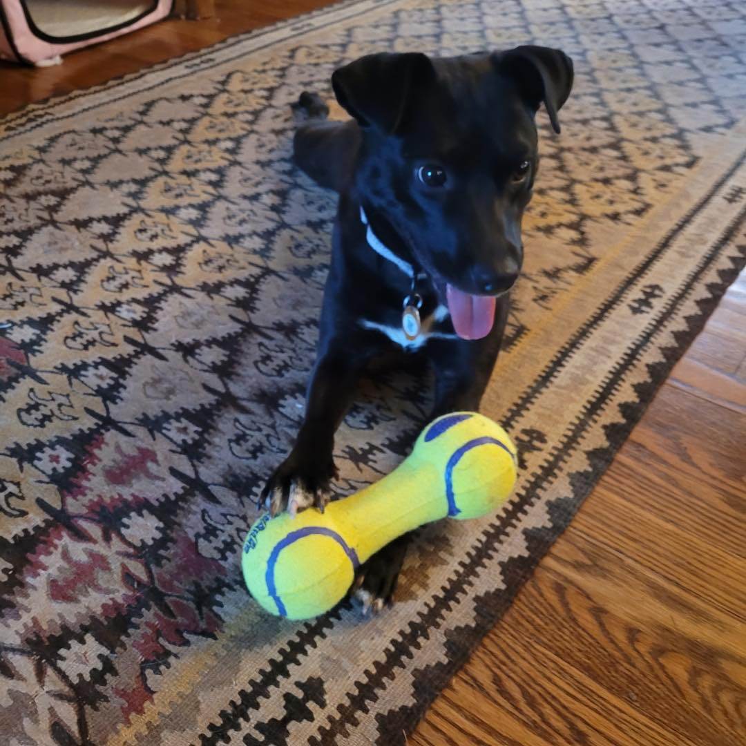 Canella (GG), Adopted, Young Female Mixed Breed.