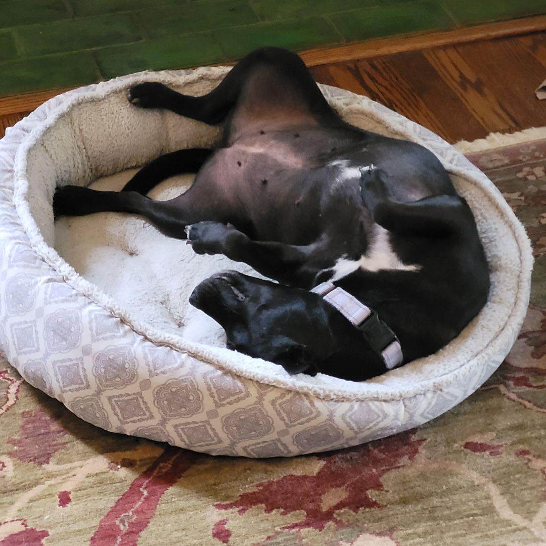 Enlarge Canella (GG), a Adopted Mixed Breed in Essex, MD image 2/6