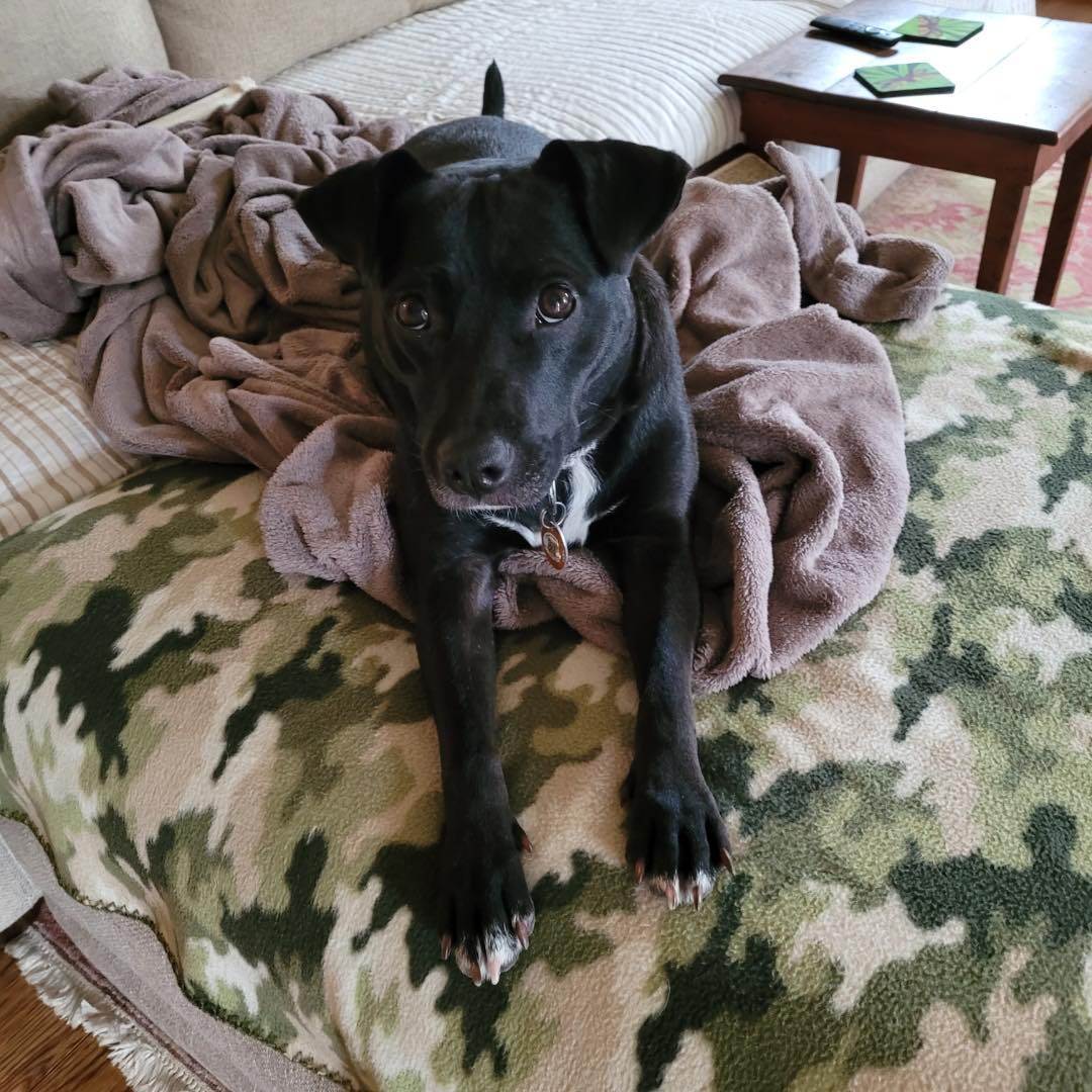 Enlarge Canella (GG), a Adopted Mixed Breed in Essex, MD image 3/6