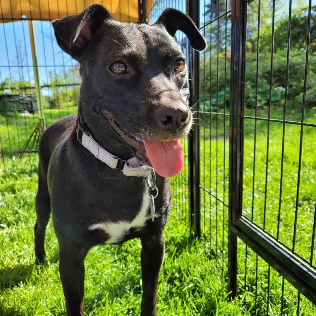 Enlarge Canella (GG), a Adopted Mixed Breed in Essex, MD image 4/6