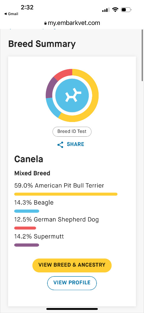 Enlarge Canella (GG), a Adopted Mixed Breed in Essex, MD image 5/6