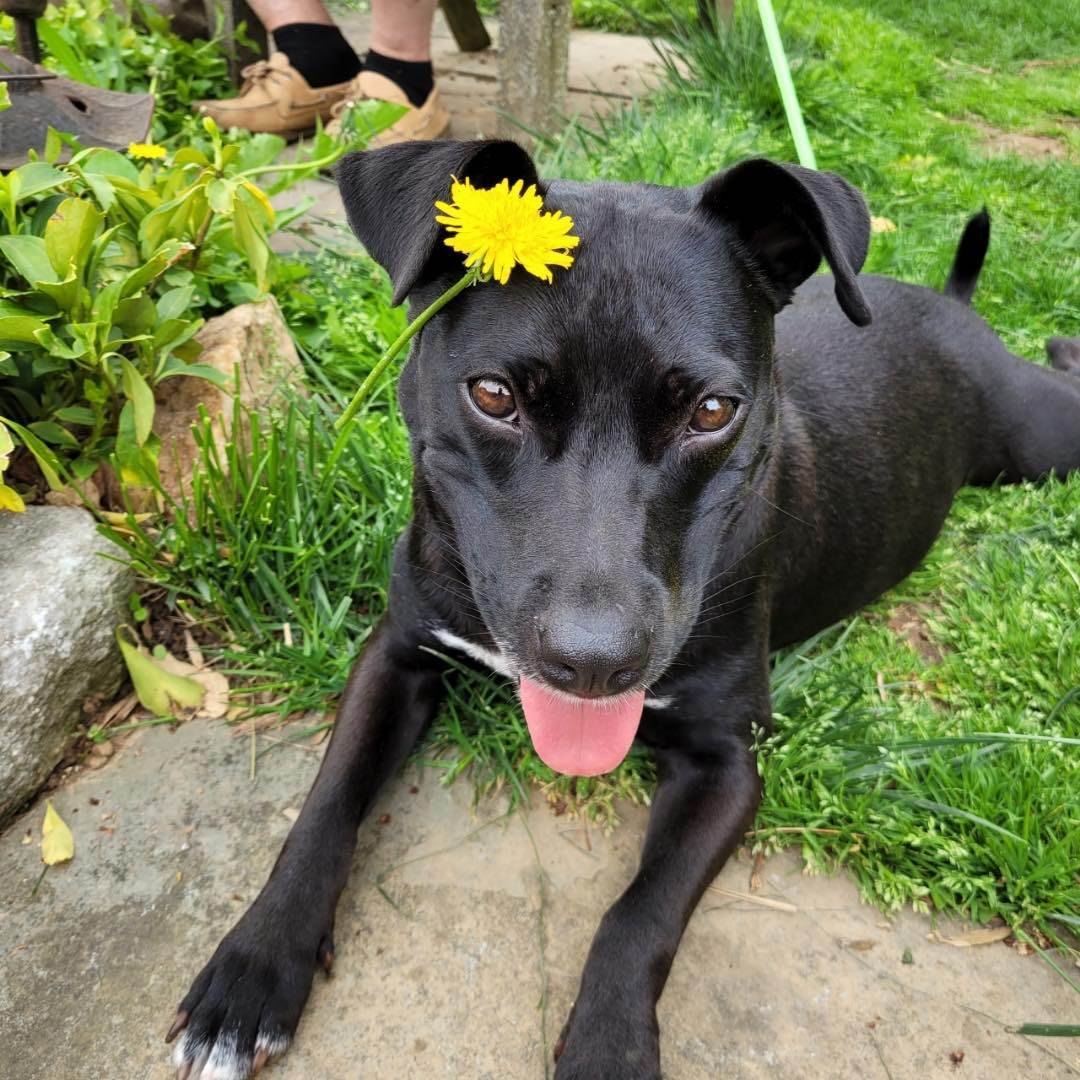 Enlarge Canella (GG), a Adopted Mixed Breed in Essex, MD image 6/6