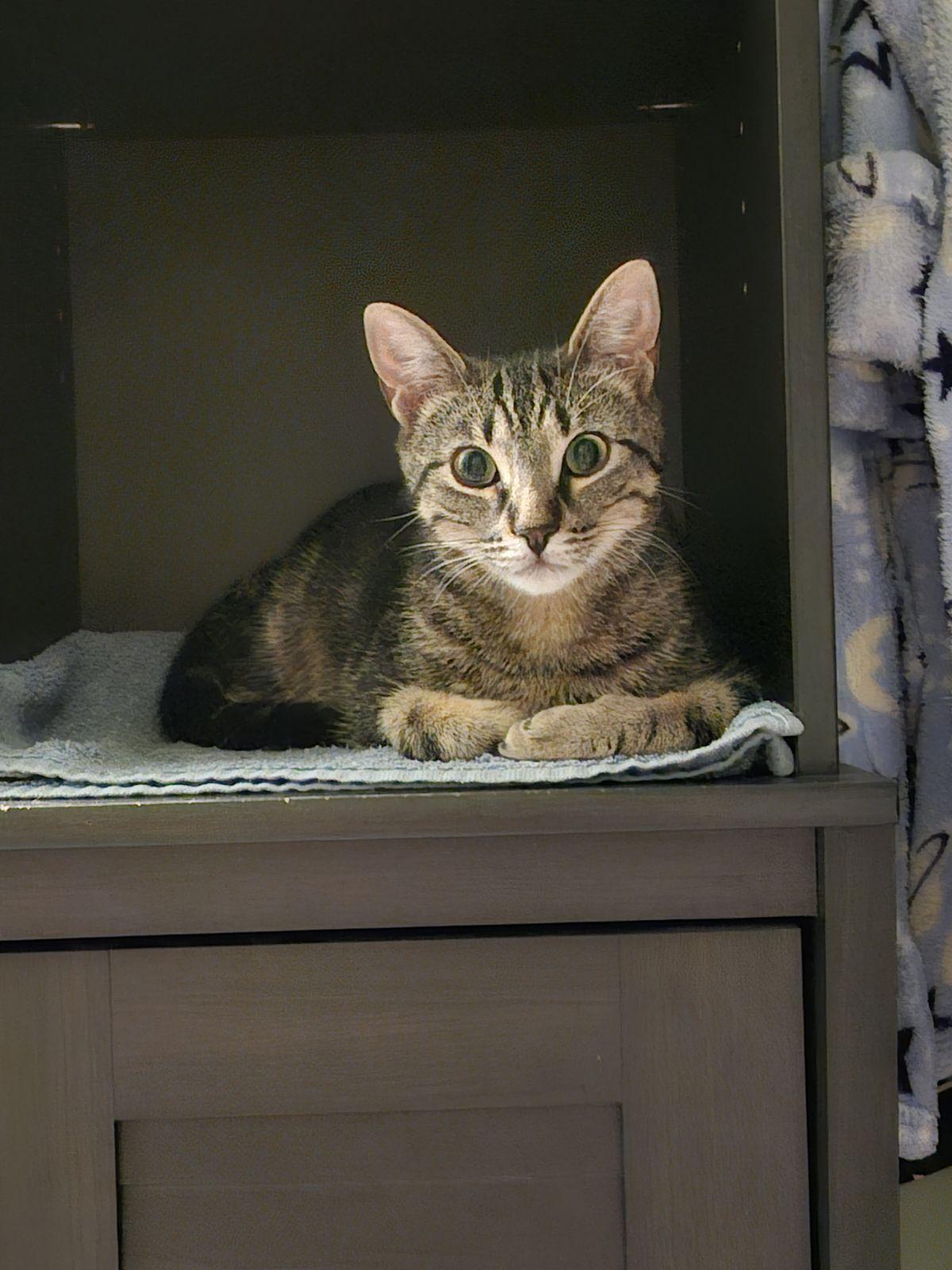 Enlarge Sophie, a Adoptable Domestic Short Hair image 1/1