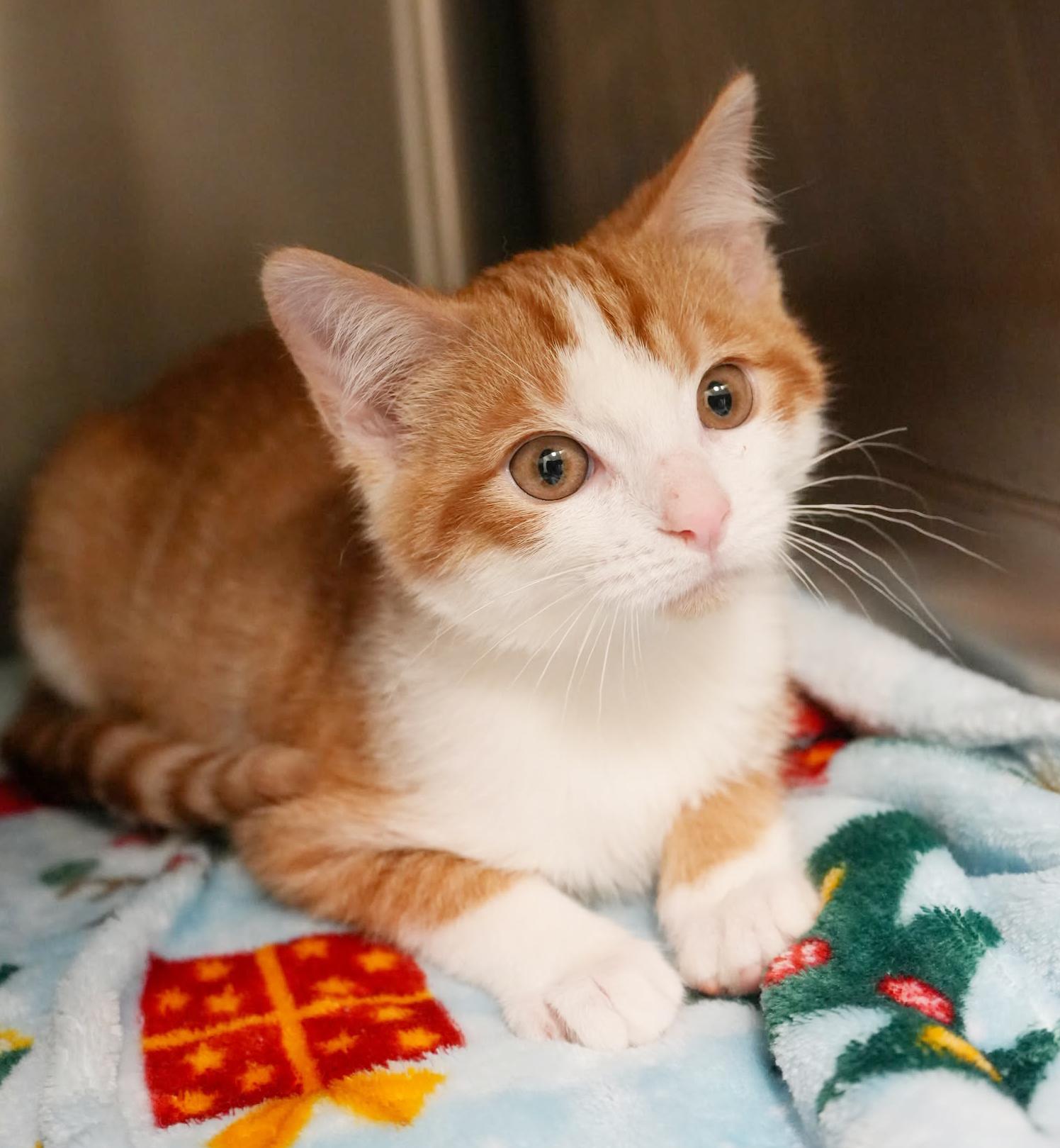 George George George!  thumbnail 4