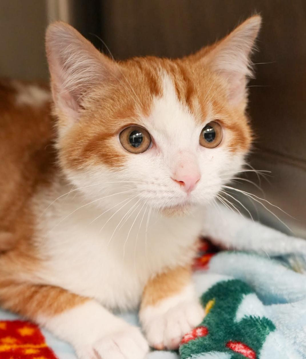 George George George!  thumbnail 5