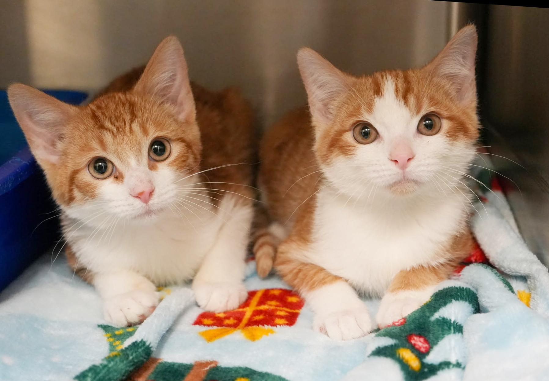 George George George!  thumbnail 6