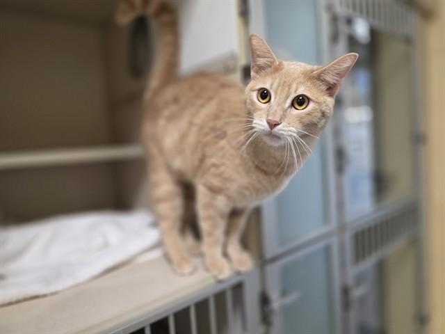 CHARLIE, Adoptable, Young Male Domestic Short Hair.
